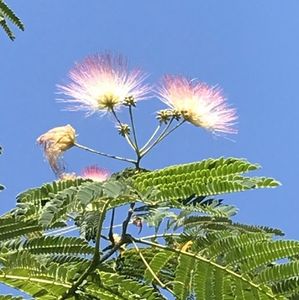 Albizia julibrissin_Silk Tree (2020, Jul.07)