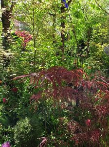 Hubbs Red Willow