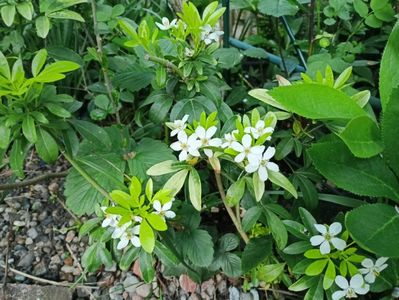 Choisya ternata Sundance