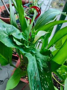 Zantedeschia(calla)alb; Cred că anul acesta le-am pus prea devreme în pământ(februarie)
De obicei înfloreau in mai-iunie
