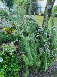 Rosmarinus officinalis