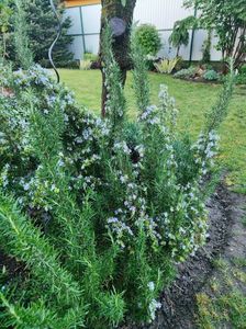 Rosmarinus officinalis