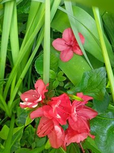Azalea