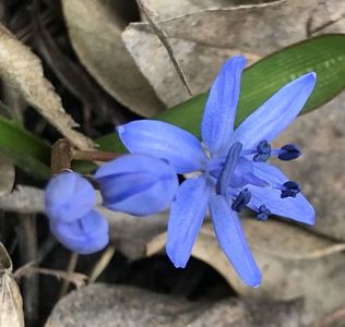 Scilla bifolia (2021, March 04)