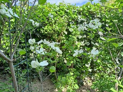 Cornus florida Cloud Nine