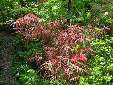 Hubbs Red Willow