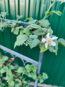 Rubus tayberry; Prima floare...ce repede ai sosit!!!
