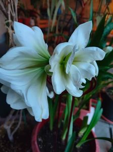 Amaryllis hippeastrum "Snow White"
