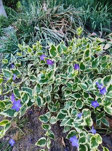 Vinca major variegata