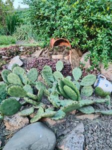 Opuntia hybr