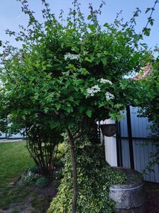 Crataegus monogyna(păducel)