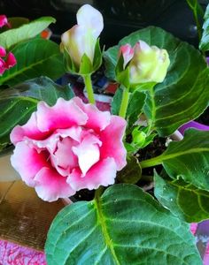 14.04.2024; Gloxinia
