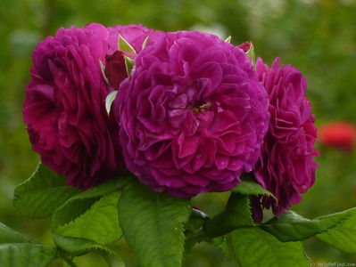 Purple Lodge (Tufa) 60; Parfum Puternic. Inflorire repetata tot sezonul. Inaltime 80-100 cm
