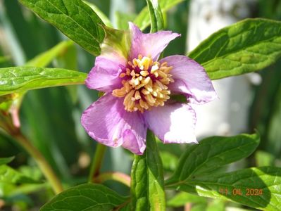 paeonia mairei