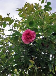 Azi , 15 aprilie a inflorit primul trandafir - Heillige Elisabeth