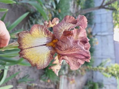 Burgundy brown