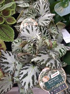 Img.2024.04.15; Begonia decorativă prin frunză "silver Juwel"
