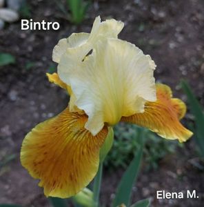 Bintro