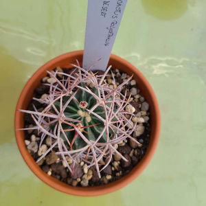 Echinocactus polycephalus ssp.polycephalus