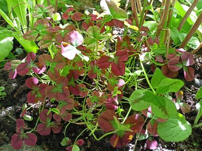 Trifolium Isabella