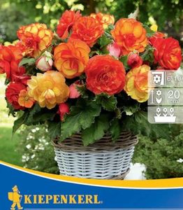 begonia-picotee-mix