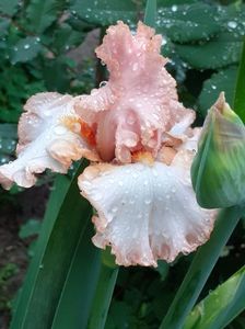 Odată cu ploaia , a inflorit și primul Iris