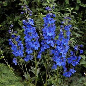 Delphinium -2