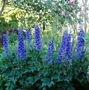 Delphinium