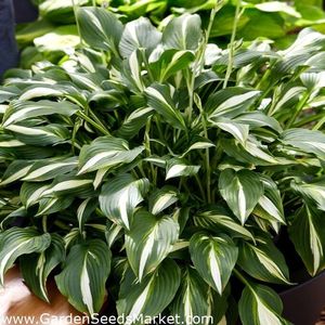 Hosta Univittata