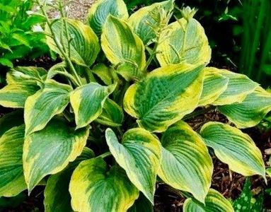 alvatine_taylor_hosta