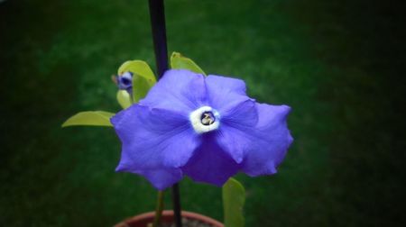 Brunfelsia,o splendoare mult asteptata...multumiri si-mbratisari!