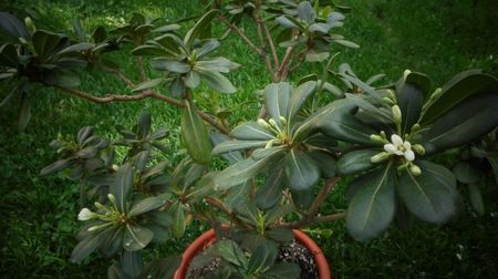 Pittosporum ,parfum si exotism