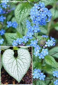 Brunnera macrophylla Silver Heart-1