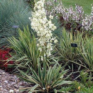 yucca-bright-edge-2