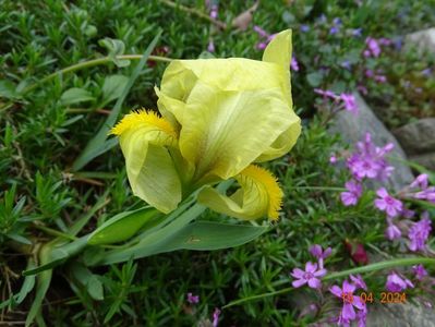 iris reichenbachii