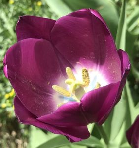 Tulip (2020, April 17)