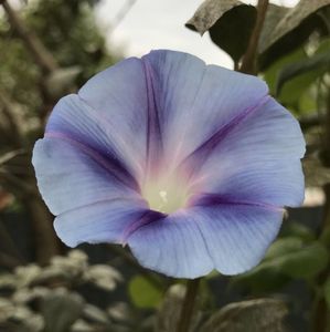 Morning Glory (2020, Aug.26)