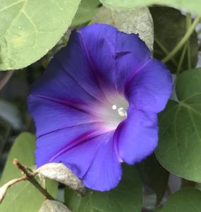 Morning Glory (2020, Aug.30)