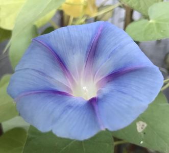 Morning Glory (2020, Aug.31)