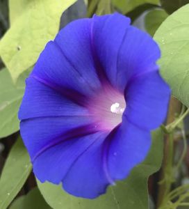 Morning Glory (2020, Sep.07)