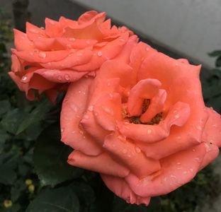 Bright Salmon Rose (2020, June 12)