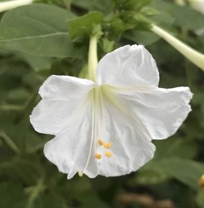 Nicotiana alata (2020, Sep.21)