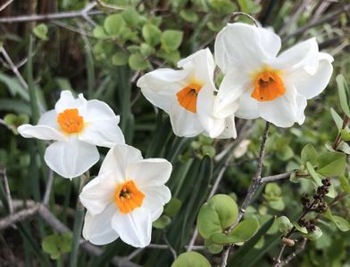 Narcissus Geranium (2021, April 16)