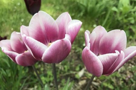 Tulipa Synaeda Blue (2021, April 30)