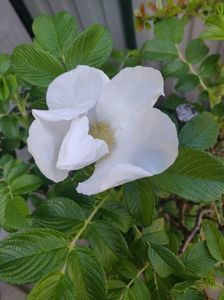 Rosa rugosa alba(măceș japonez)