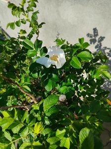 Rosa rugosa alba(măceș japonez)