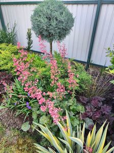 Heuchera silver