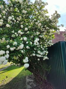 Viburnum opulus(călin)