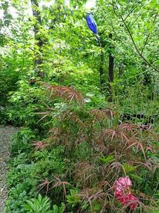 Hubbs Red Willow