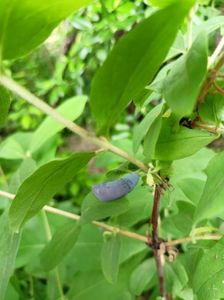Lonicera Kamtschatica